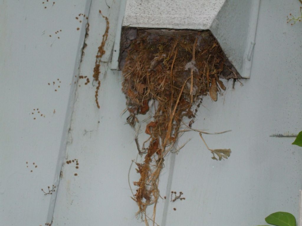 Bird nest blocking dryer vent exhaust.