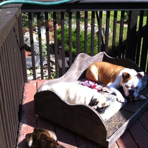 Gus the bulldog has opted to lounge on the deck in