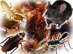 Impossible Pest Control Services