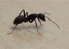 The term black ant can describe carpenter, odorous