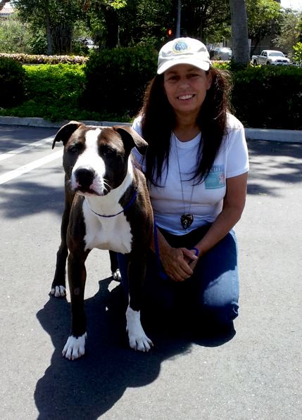 North County Dog Training