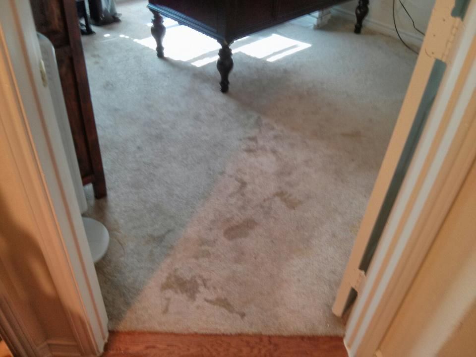 Dog Urine