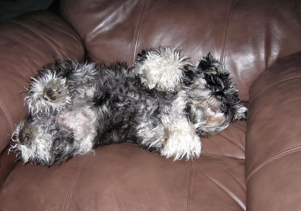One schnauzer of 3, 2 rescues.