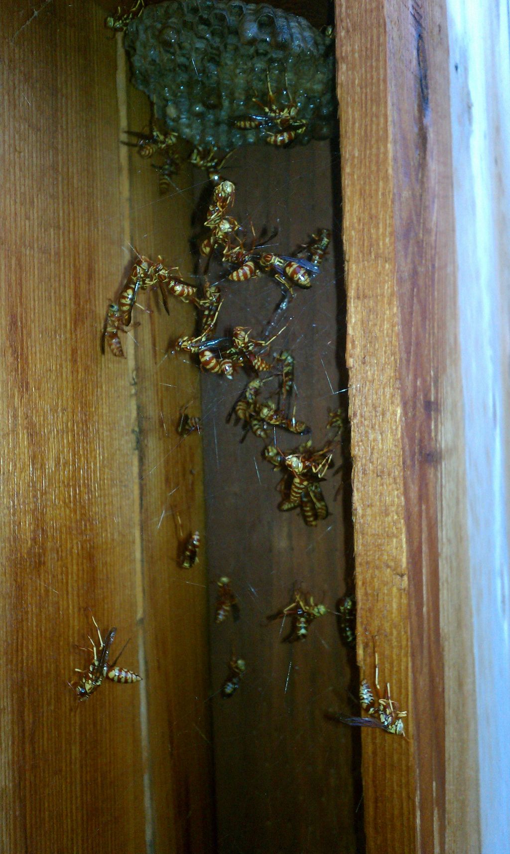 Wasps