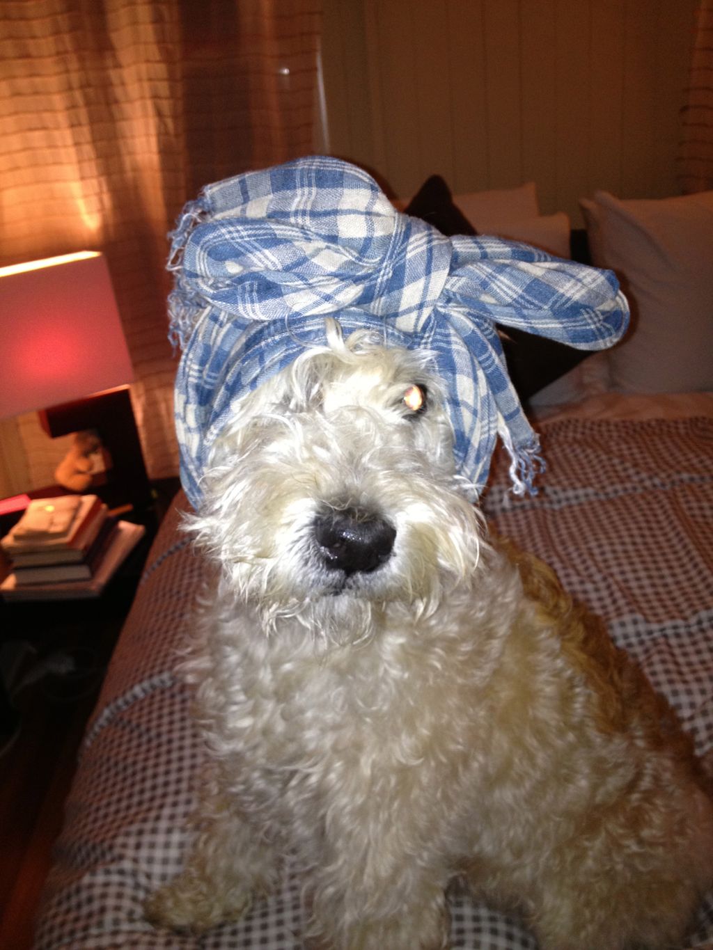 This is my wing man Reggie who my Company is named
