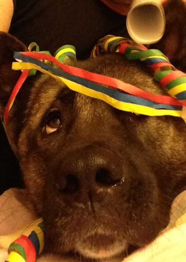 This is Bo. He was weary of strangers and dog aggr