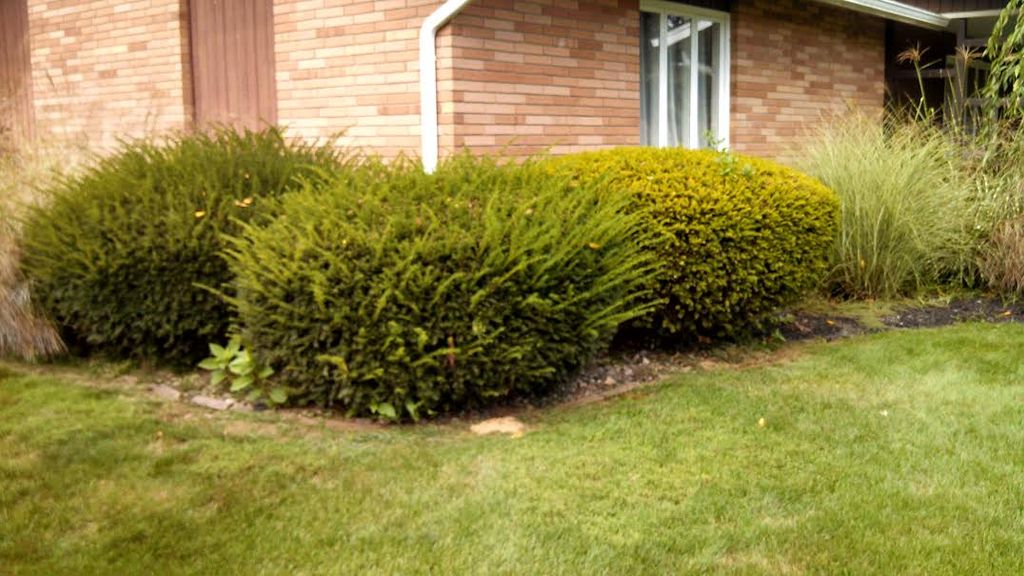 Shrub Trimming Before