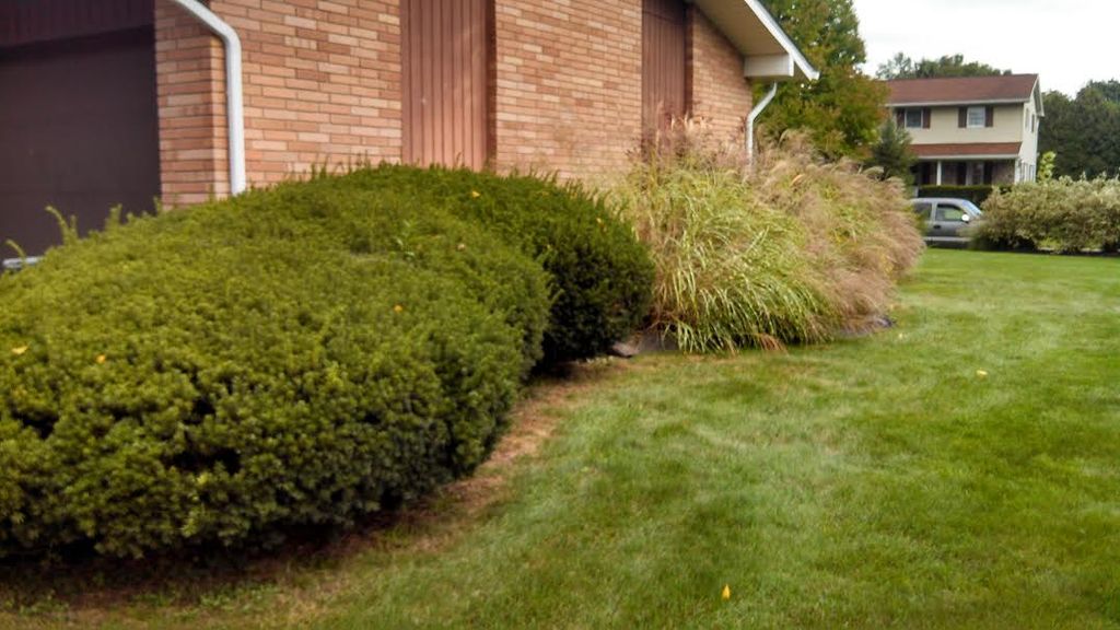 Shrub Trimming Before