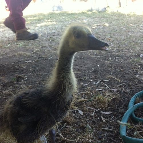 Ducky may be a Goosey.