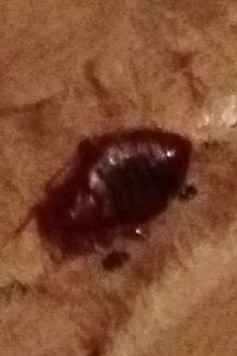 Bed Bug on headboard.