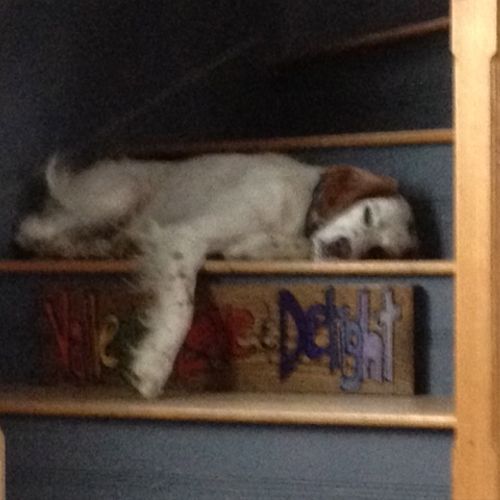 My dog's favorite stair. Annie