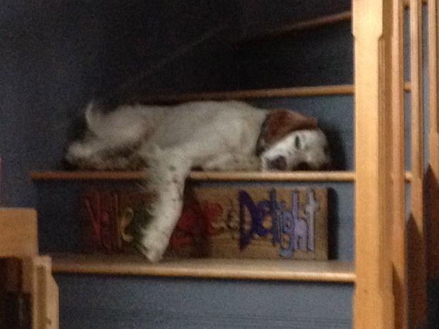 My dog's favorite stair. Annie
