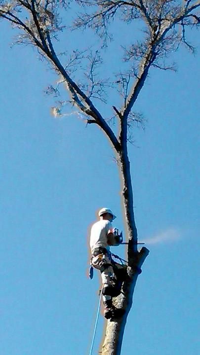 Dead oak tree removal