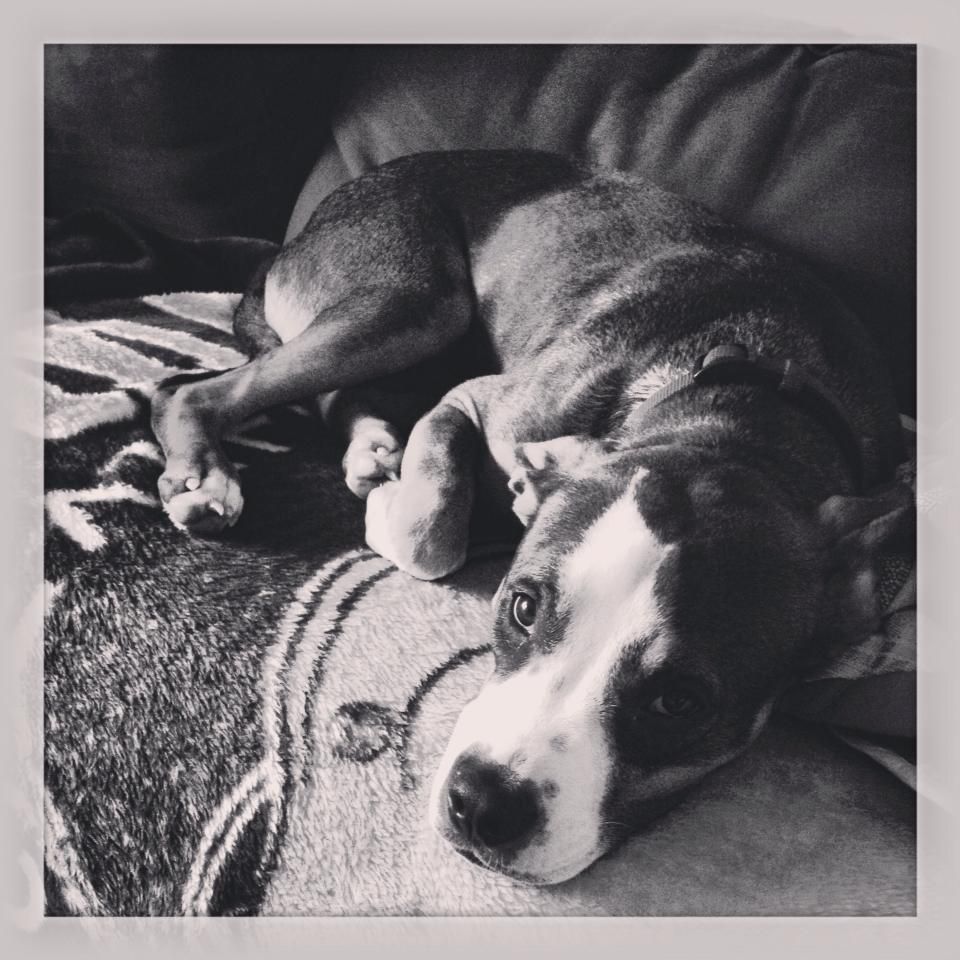 My puppy, Random