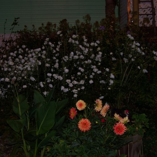 Flowers in  my front yard at dusk