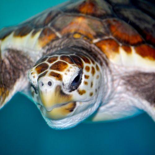 "Sea Turtle" was awarded a Special Recognition for