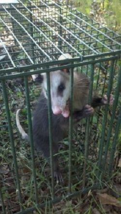 Juvenile Opossum Removal Sharpsburg, GA for more i
