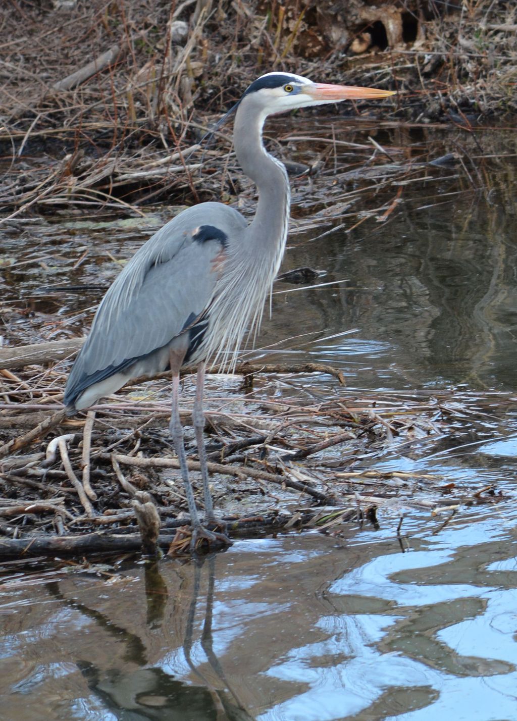 Great Blue Heron