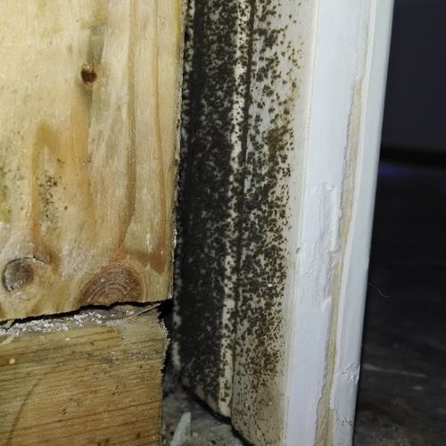 Mold growth found growing days after water intrusi