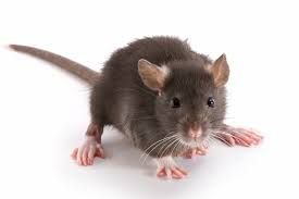If youâve noticed rodents like mice or worse, ra