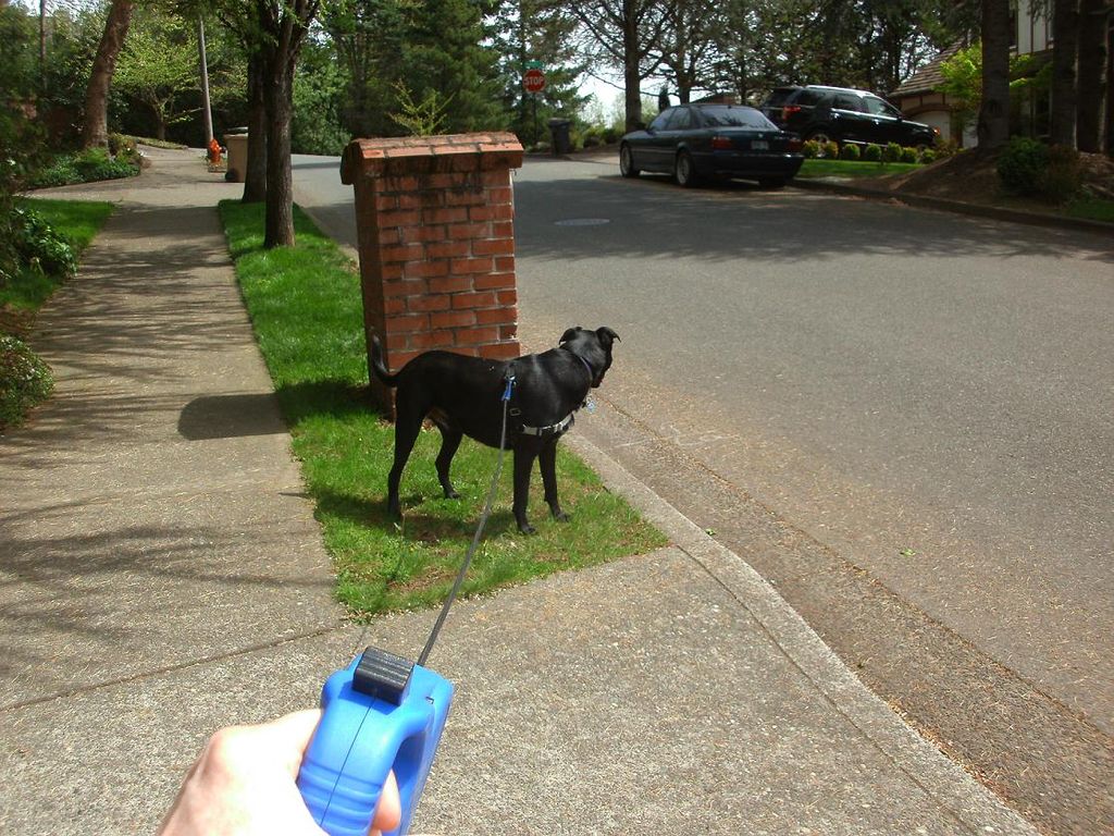 Adam - Lake Oswego 'To pee or not to pee, that is 