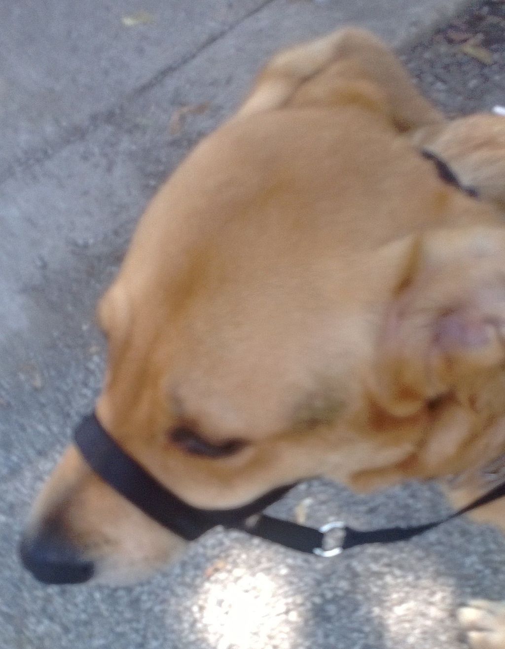 When Skeets is out he needs his Gentle Lead to hel