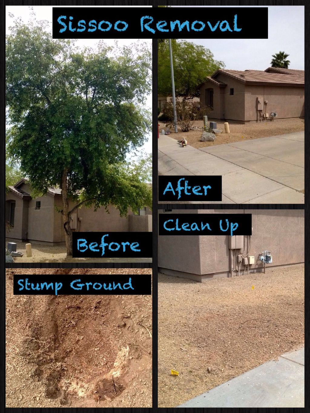 Sissoo Tree Removed And Ground