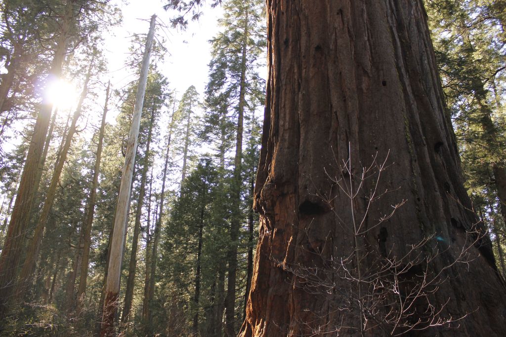 Giant Sequoia Forest, CA