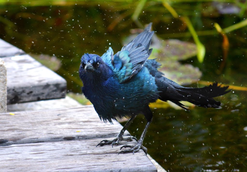 Award Winning- "Bathing Bird" Nature Photography