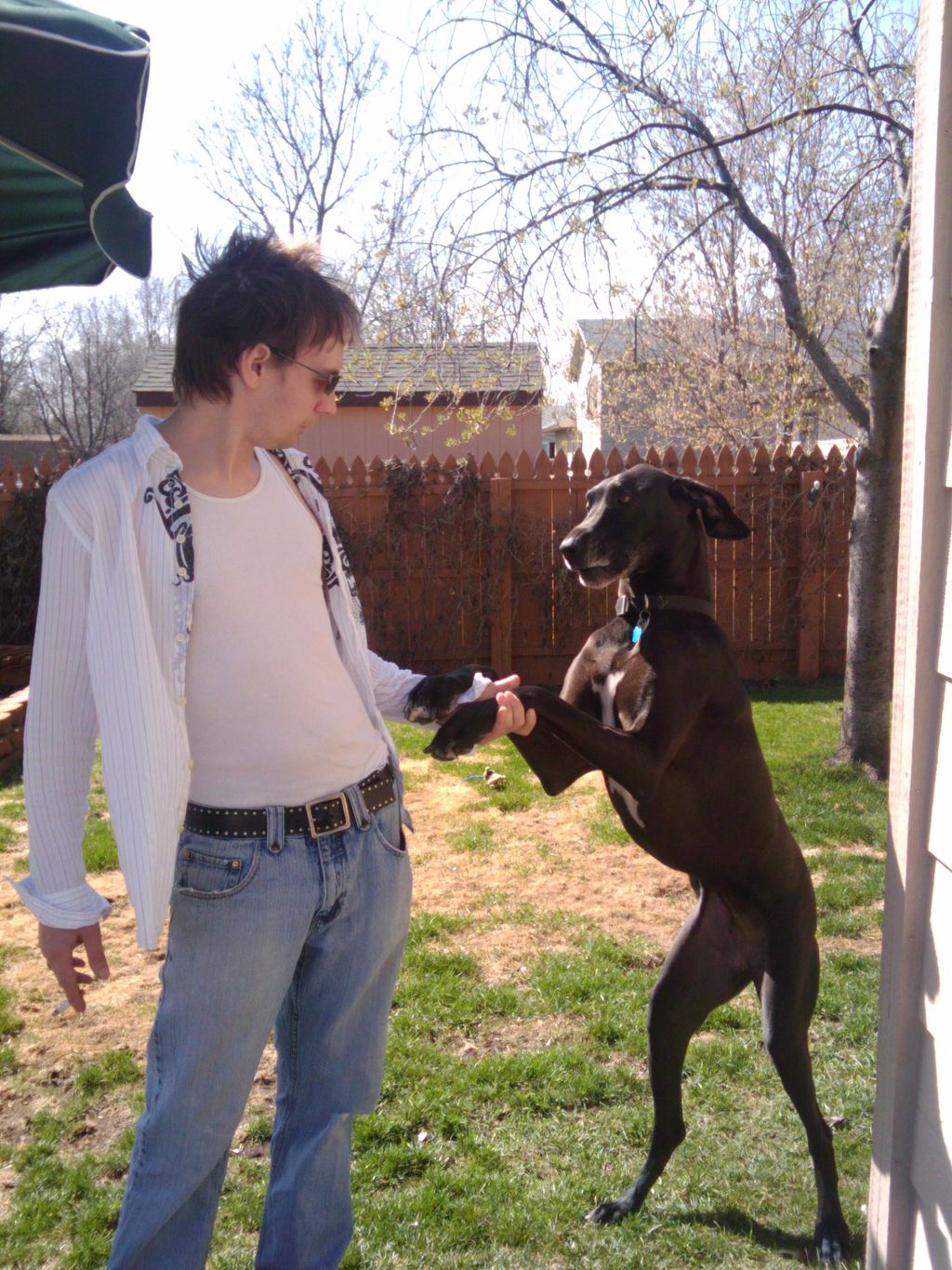 Tifa is a Great Dane I had the pleasure of taking 