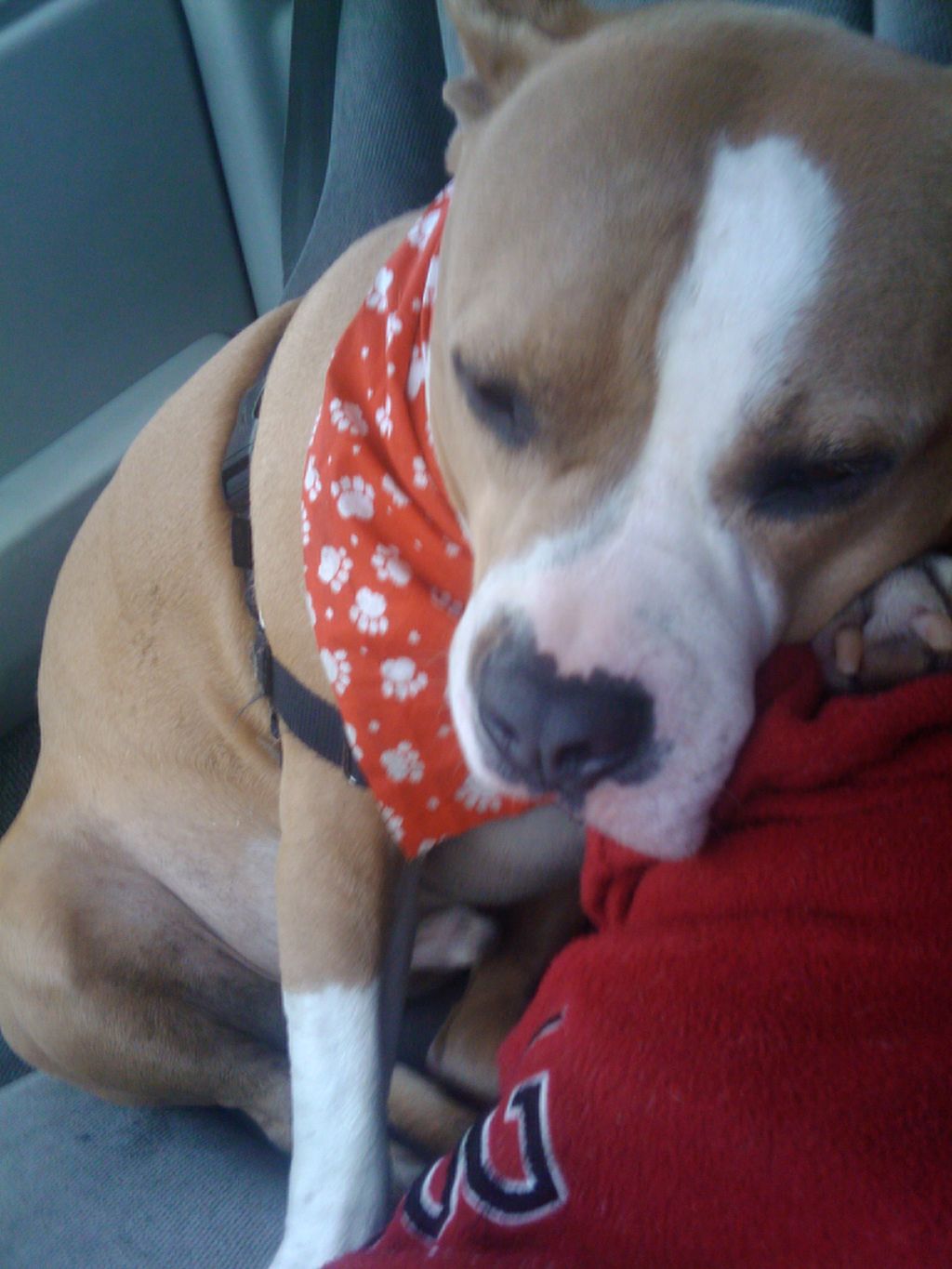 Tuckered out after the Annual MARS Pet Walk 2011.