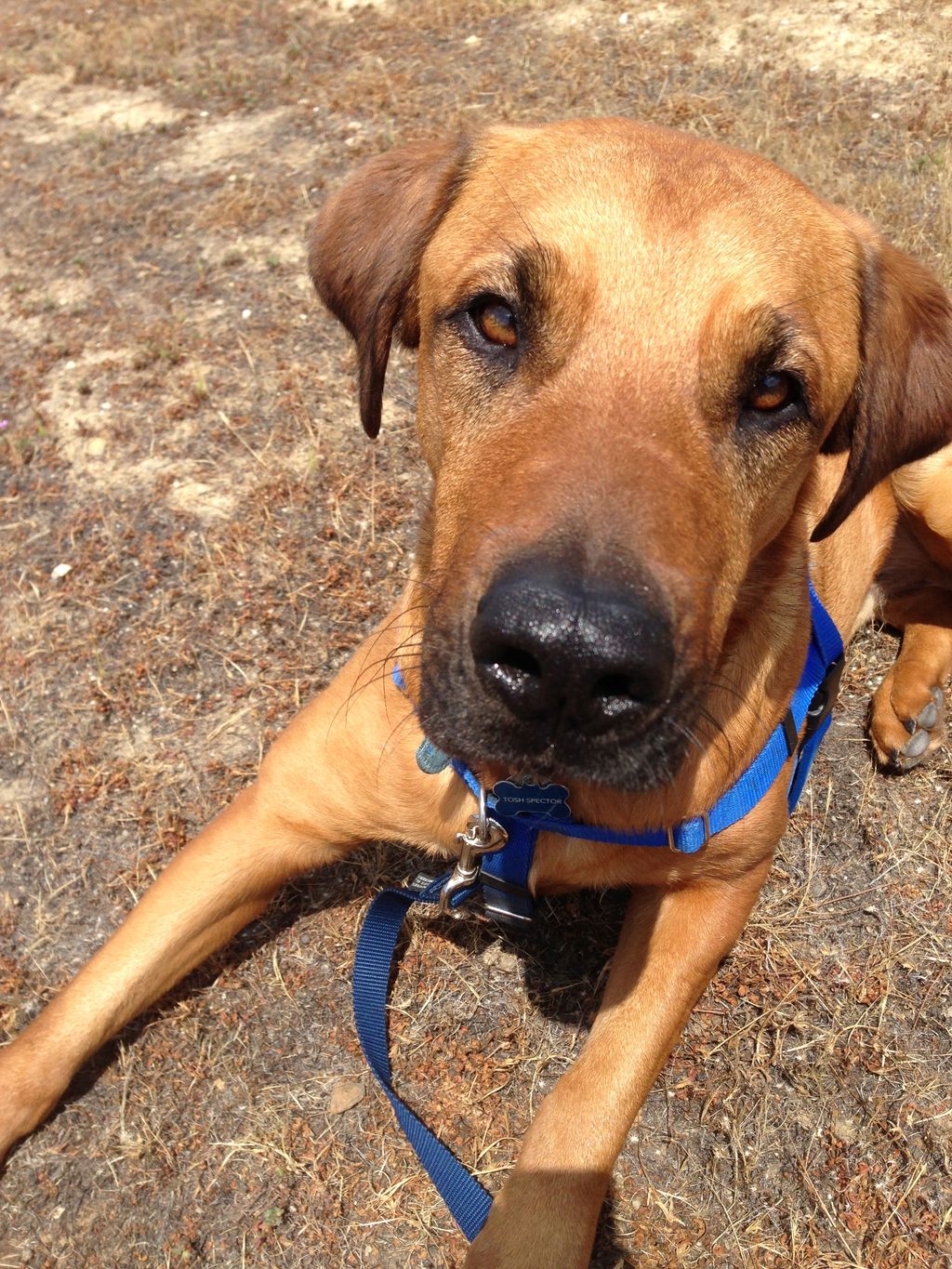 Having Focus and Attention from your dog is import
