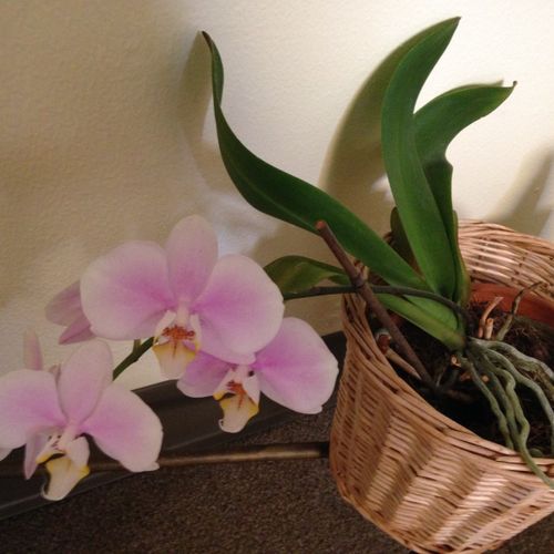These orchids seem to enjoy the sunlight from our 