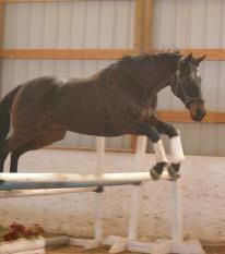 Bones - free jumping in our awesome indoor arena. 