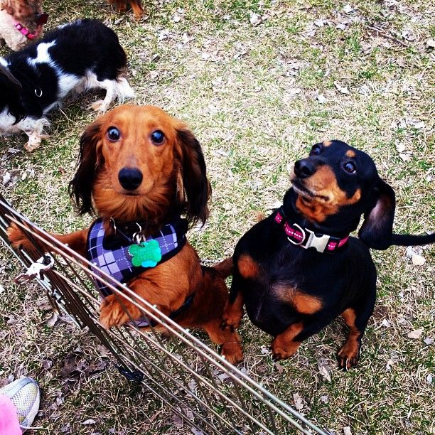 DSM Area Dachshund Playgroup. JLPS associate, Gus 