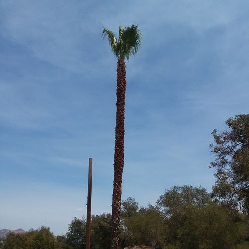 mexican fan palm after