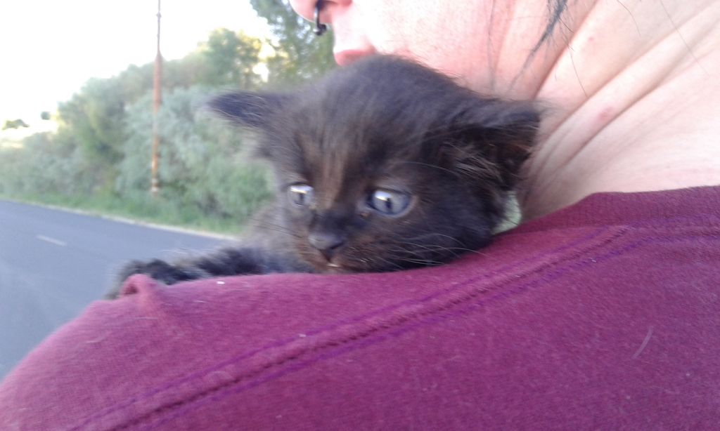 this is a kitten i had a friend help me rescue he 