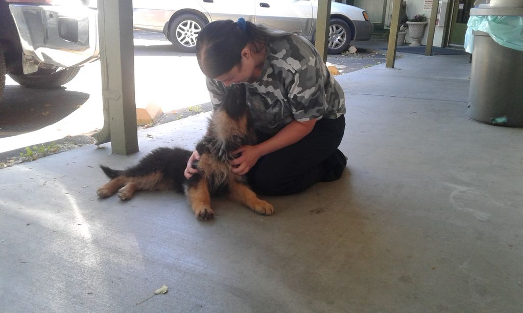 dog that i was watching after found in the road