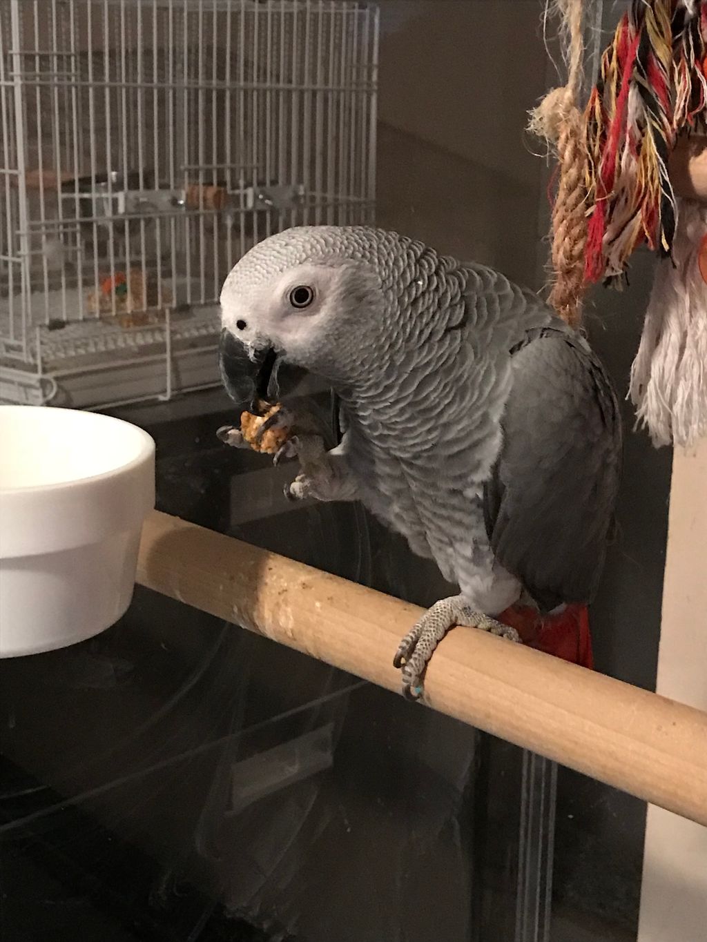 I have experience taking care of parrots.