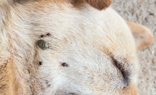 Flea & Tick Control