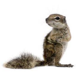 Squirrel & Bird Control