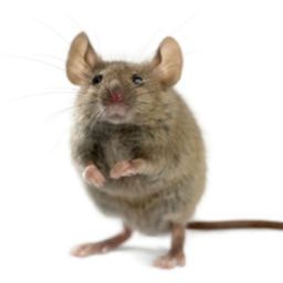 Rodent Control & Exclusion