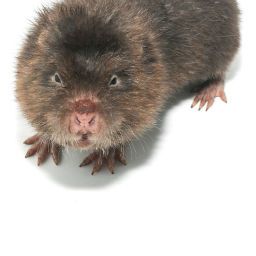 Gopher & Mole Control
