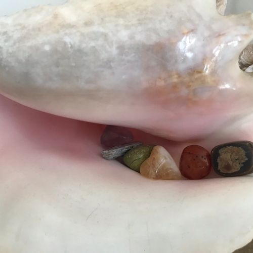 Chakra Crystals in a Shell 