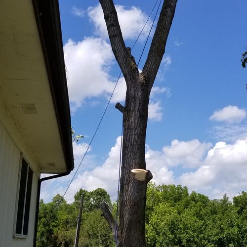 Removal of a cottonwood