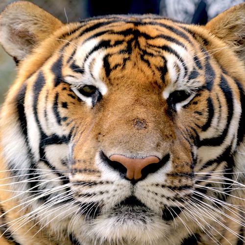 Facing Down a Tiger, Thailand
