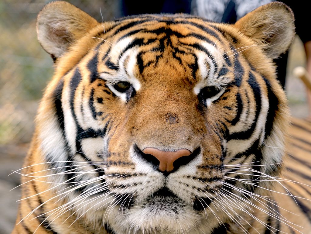 Facing Down a Tiger, Thailand