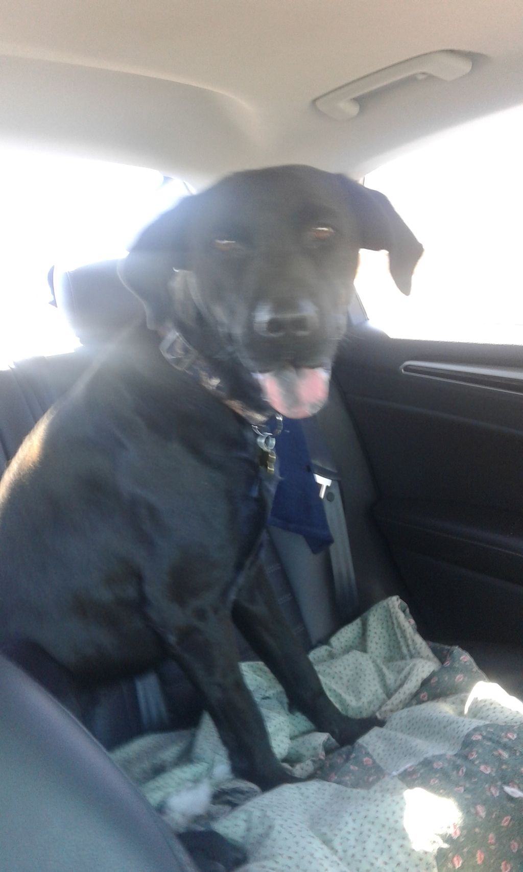 rescue dog named shadow