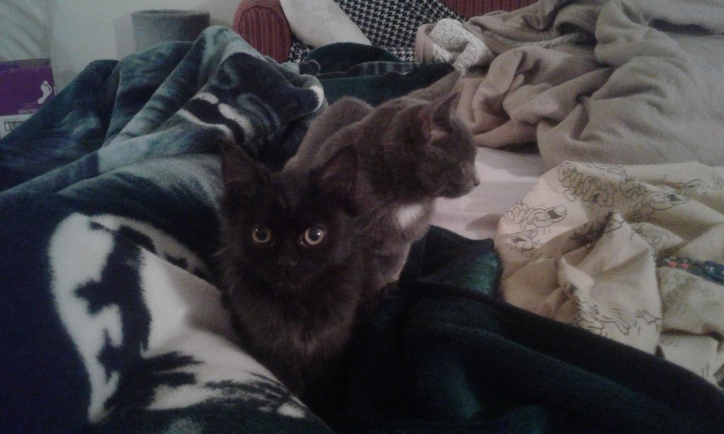 rescue kittens from a falling apart mobile home. r
