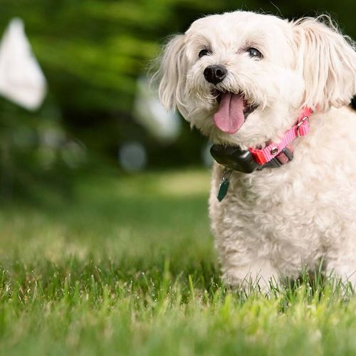 DogWatch of Delaware